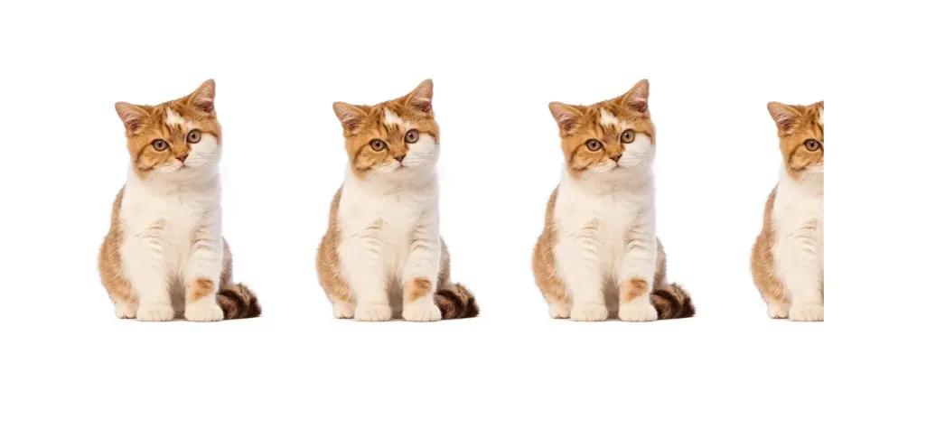 Four nearly identical orange and white cats sitting in a row on a white background; the last cat is partly cropped